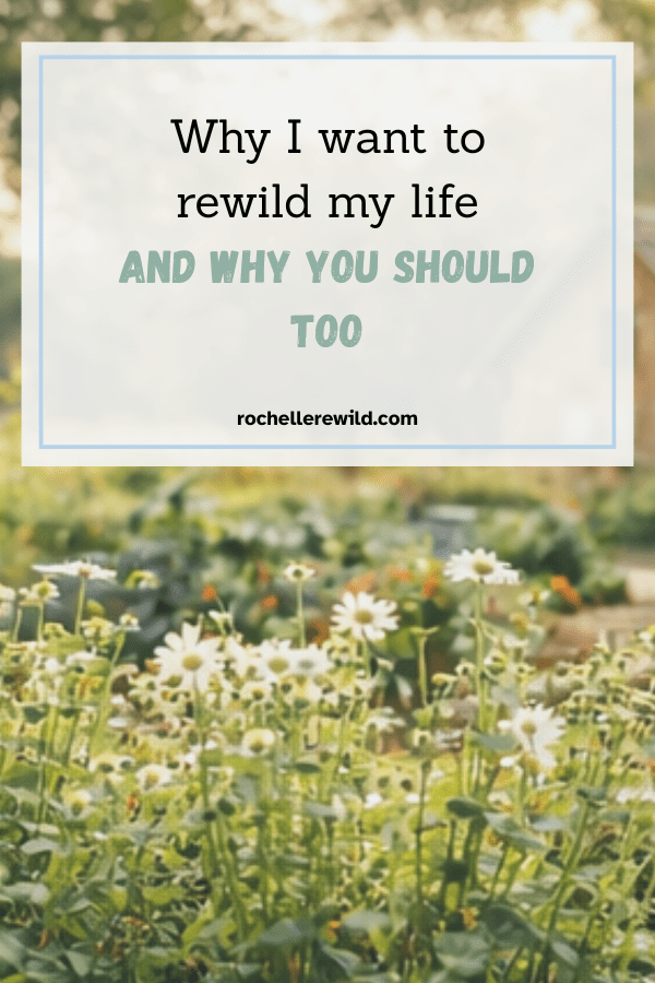 choosing to rewild my life