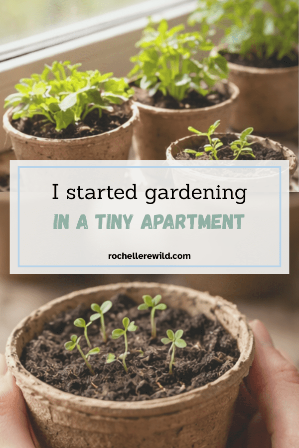 apartment gardening for beginners