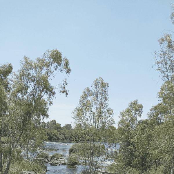 trees and a river out in nature